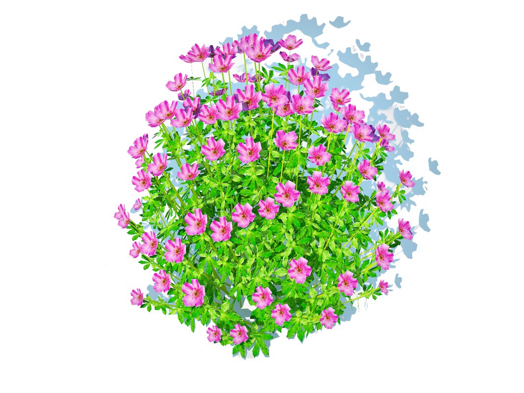 Geramium – pink cranesbill Image 2