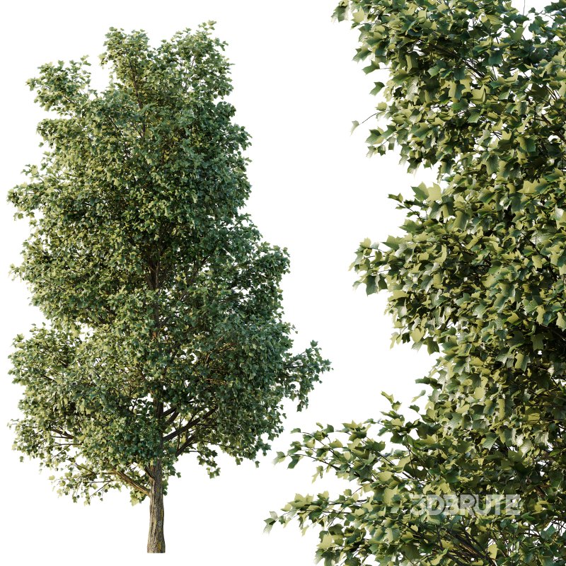 AV Tulip poplar and Gray alder alnus incana 2 trees Image 2