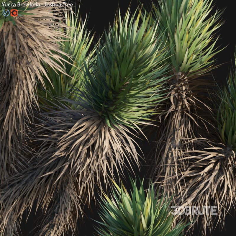 Yucca Brevifolia – Joshua Tree – 01 Image 5