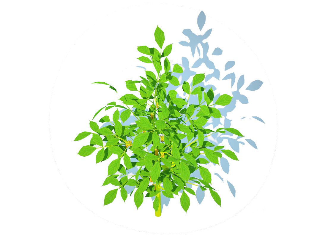 Bell Pepper-yellow Image 3