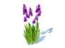 Iris germanica – Purple Bearded Iris - Thumbnail 1