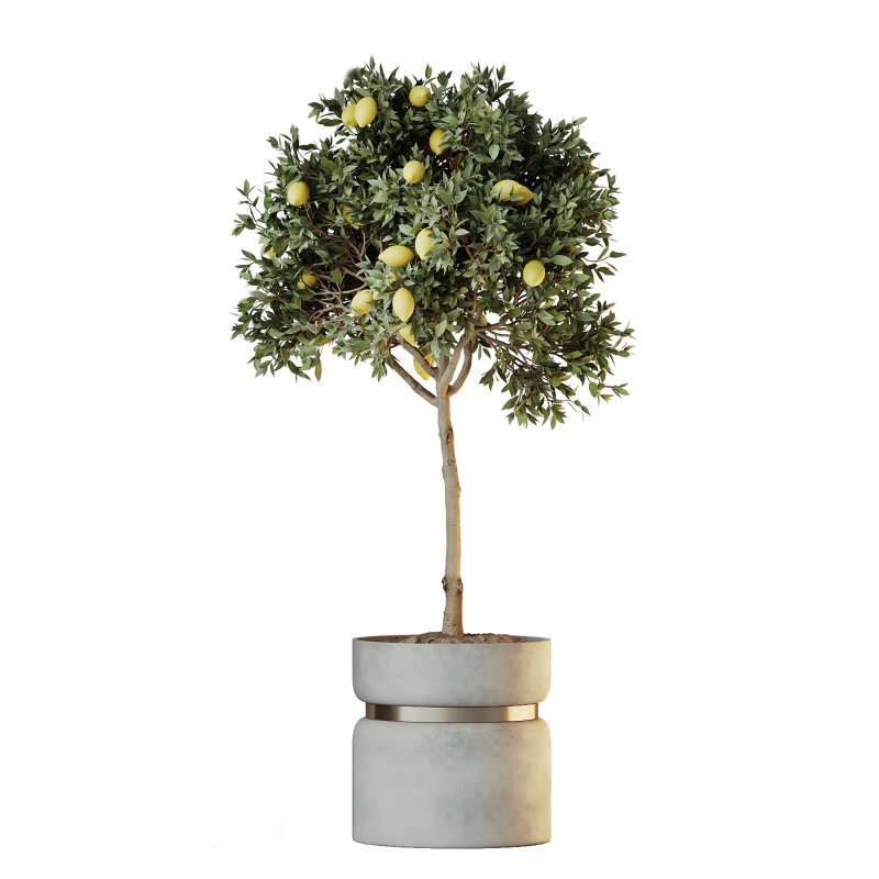 AV Indoor plants set 214 Briful Pachira Aquatica and Citrus Fruit Bonsai China Orange Tree and Fruit Lemon Calamondin Tree Image 3