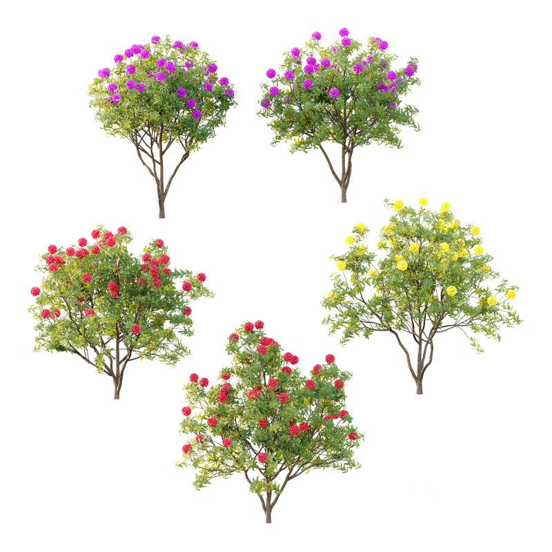 Rhododendron Arboreum Bush 04 Image 4