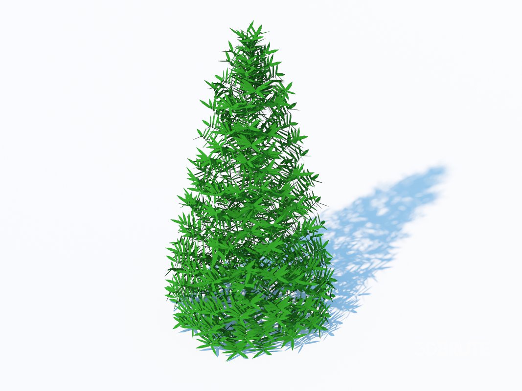 Taxus Media-Pyramidal Image 4