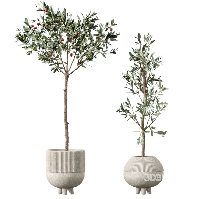 AV Premium Indoor Plants Set 212 Mission Olive ParadiseBird Yucca Areca Image 3