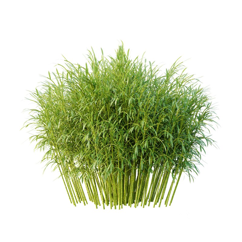 Bamboo Bambusoideae Bush 01 Image 2