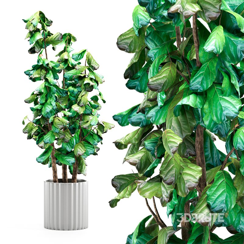 Indoor Plant 001 Ficus Lyrata Fiddle Leaf With White Pot Image 1