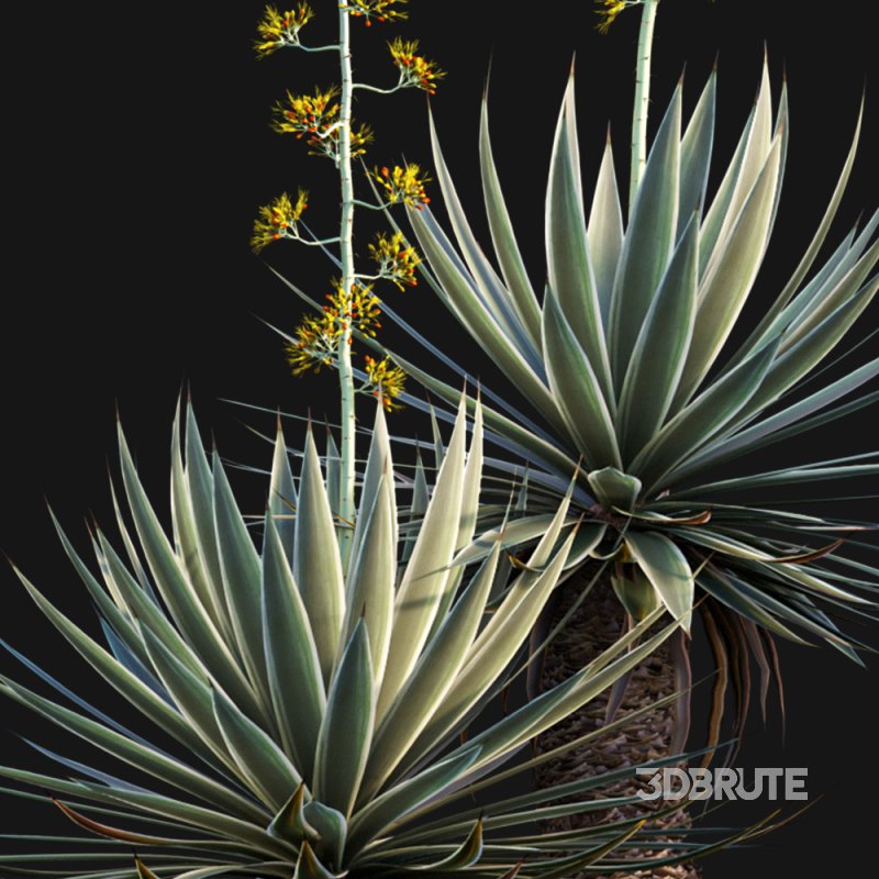 Agave Angustifolia – Caribbean Agave – 02 Image 3