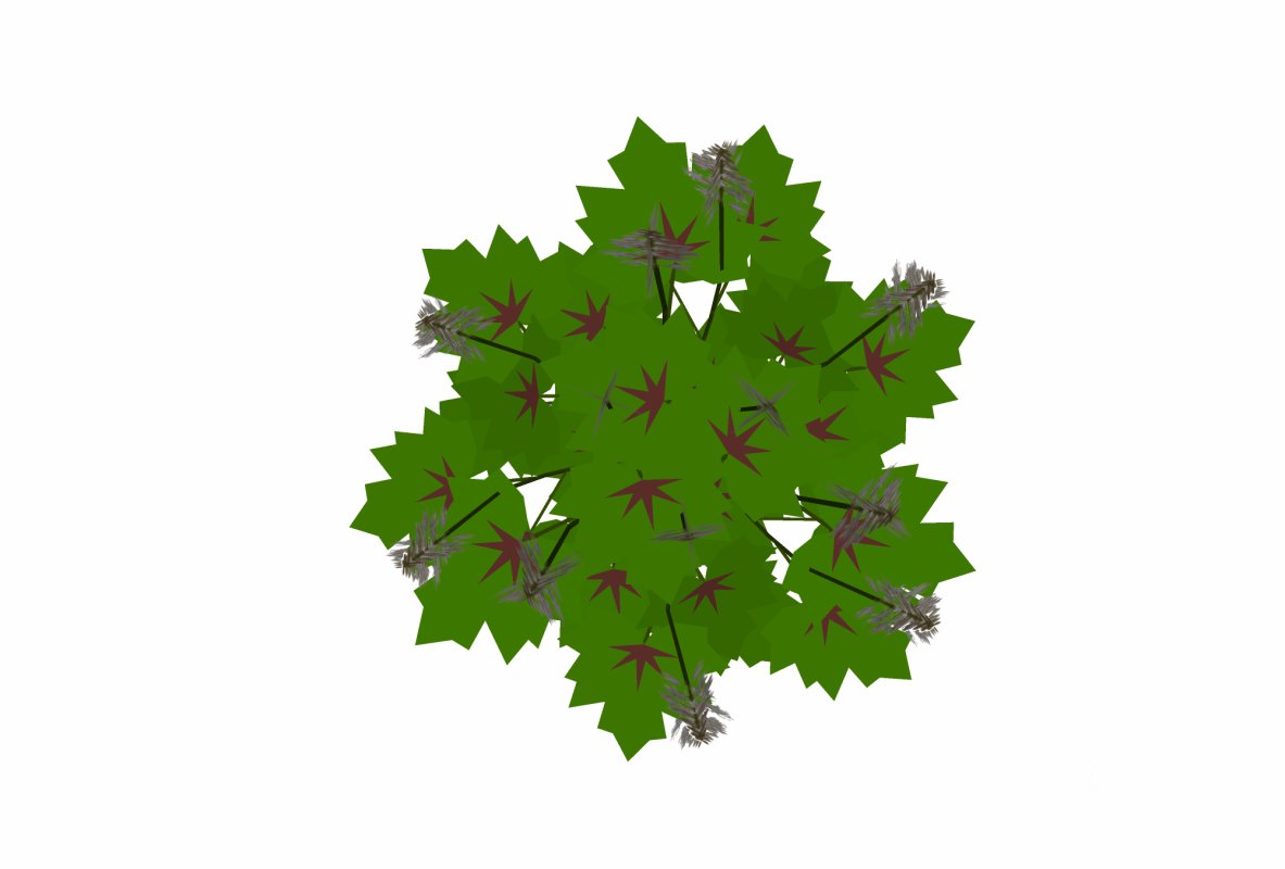 Tiarella-foam flower Image 3