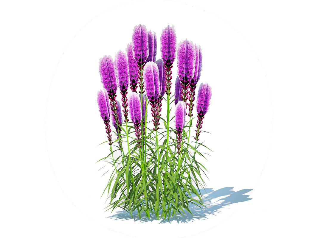 Liatris – purple gayfeather Image 1