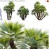 Chamaerops humilis – Moroccan Blue Palm – 02 - Thumbnail 1
