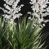 Yucca gloriosa – Mound Lily 01 - Thumbnail 3