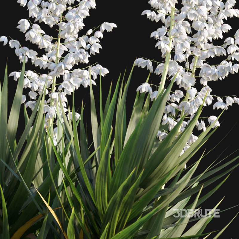 Yucca gloriosa – Mound Lily 01 Image 3