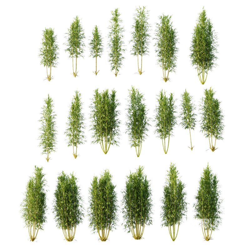 Bamboo Bambusoideae Bush 02 Image 6