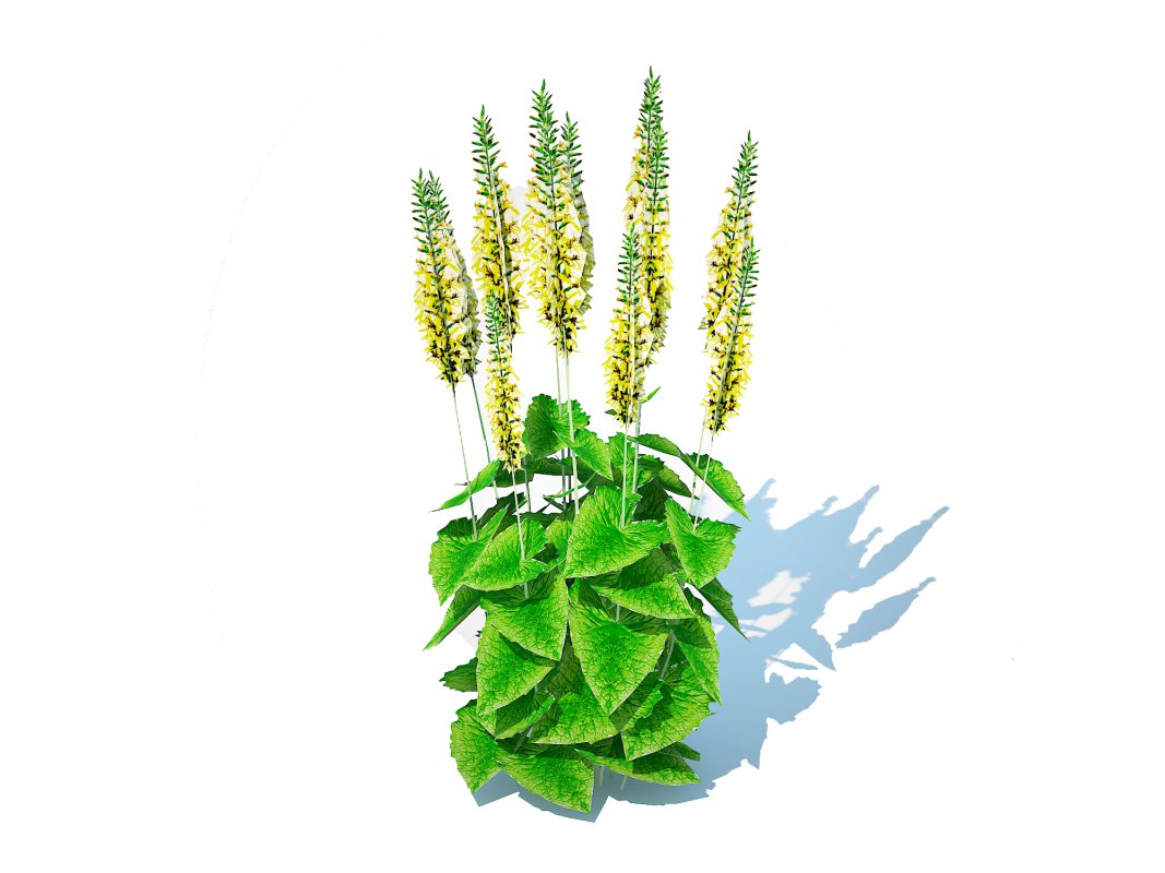 Ligularia stenocephala Image 3