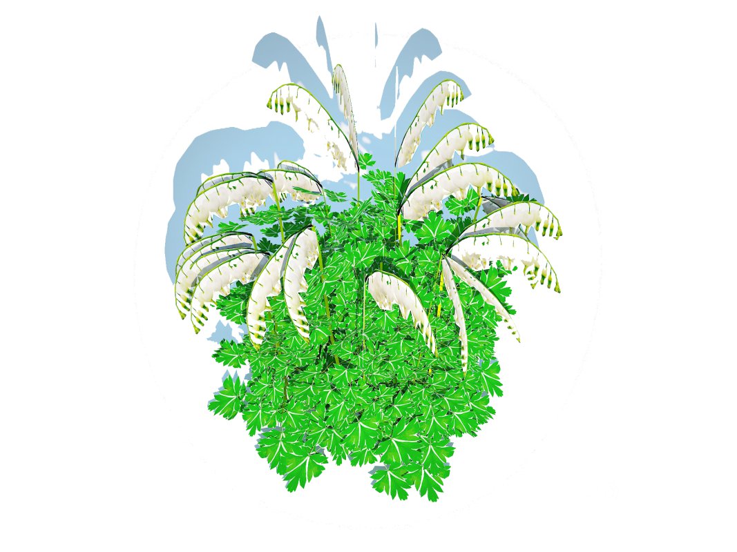 Dicentra spectabilis Alba – White Bleeding Heart Image 3