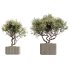 AV Indoor Plants Set 227 Mission Kalamata Leccino Arbequina Wilsonii Chemlali Olive - Thumbnail 1