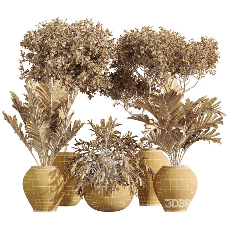 AV Indoor Plants Set 231 Dypsis Palm and Fruit Orange Tree and Mission Wilsonii Olive and Areca Palm Image 5