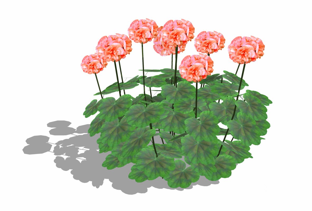 Pelargonium-Geranium-Orange Image 2