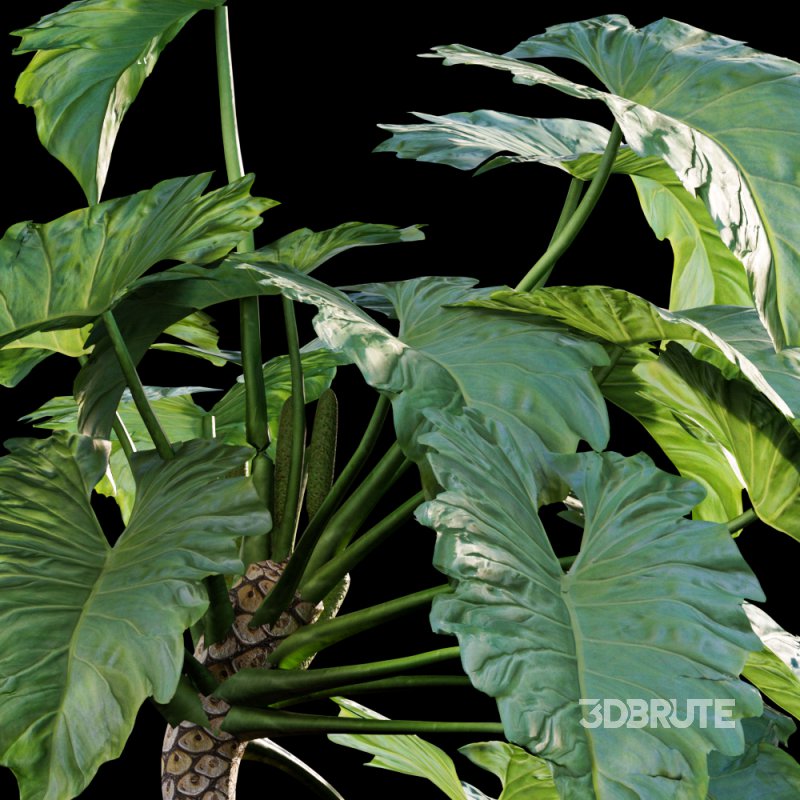 Philodendron undulatum – 01 Image 2
