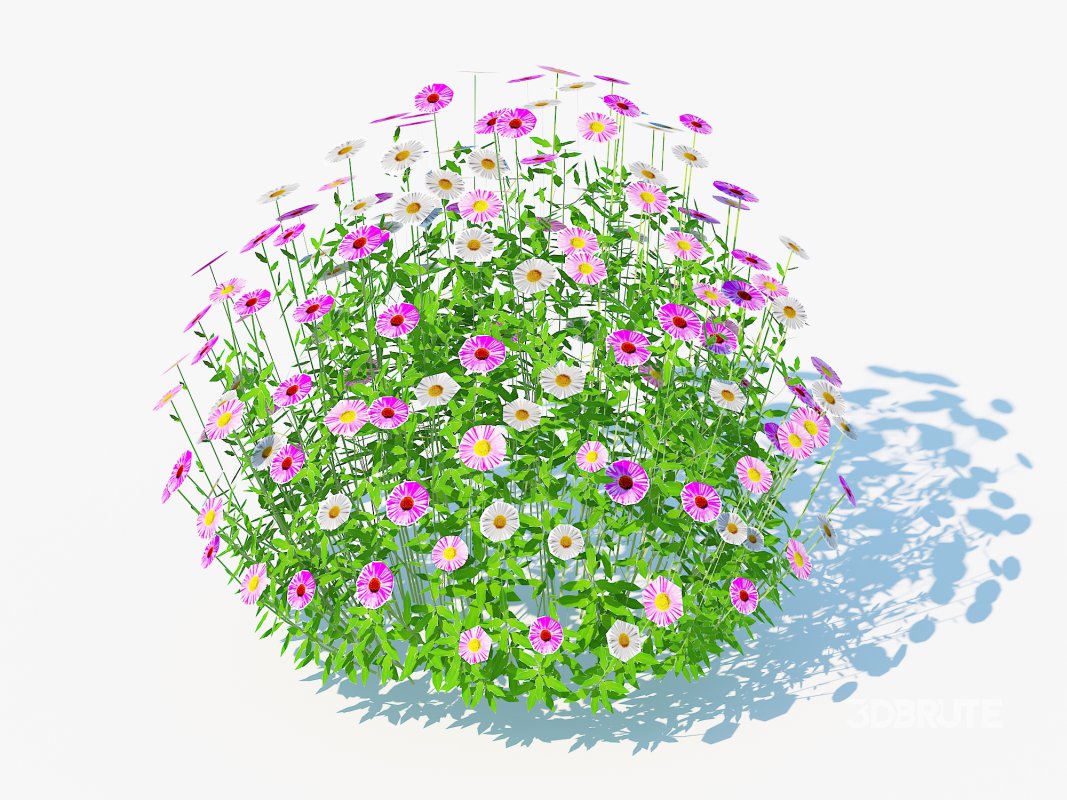 Erigeron karvinskianus Image 2