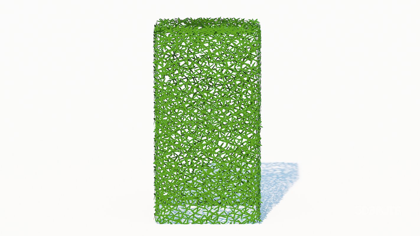 Taxus Media-Upright Image 3