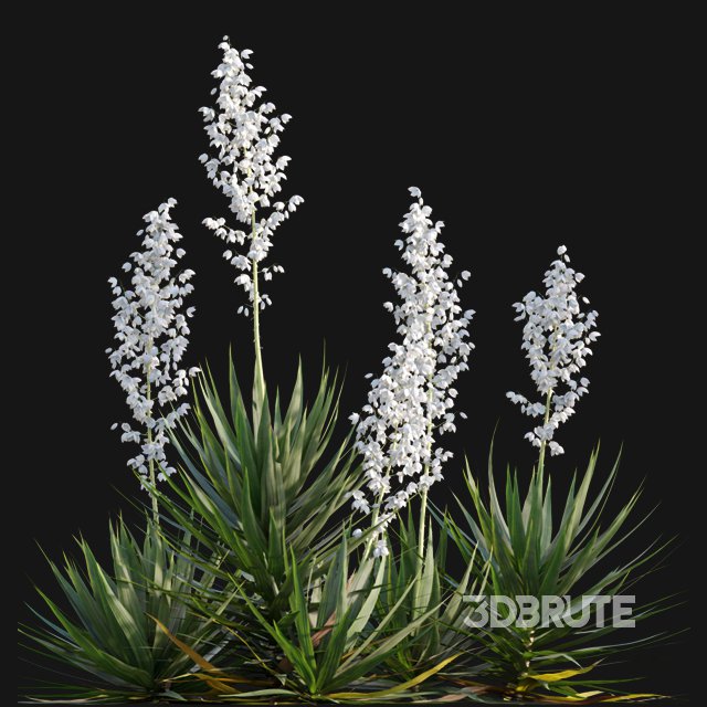 Yucca gloriosa – Mound Lily 01 Image 7