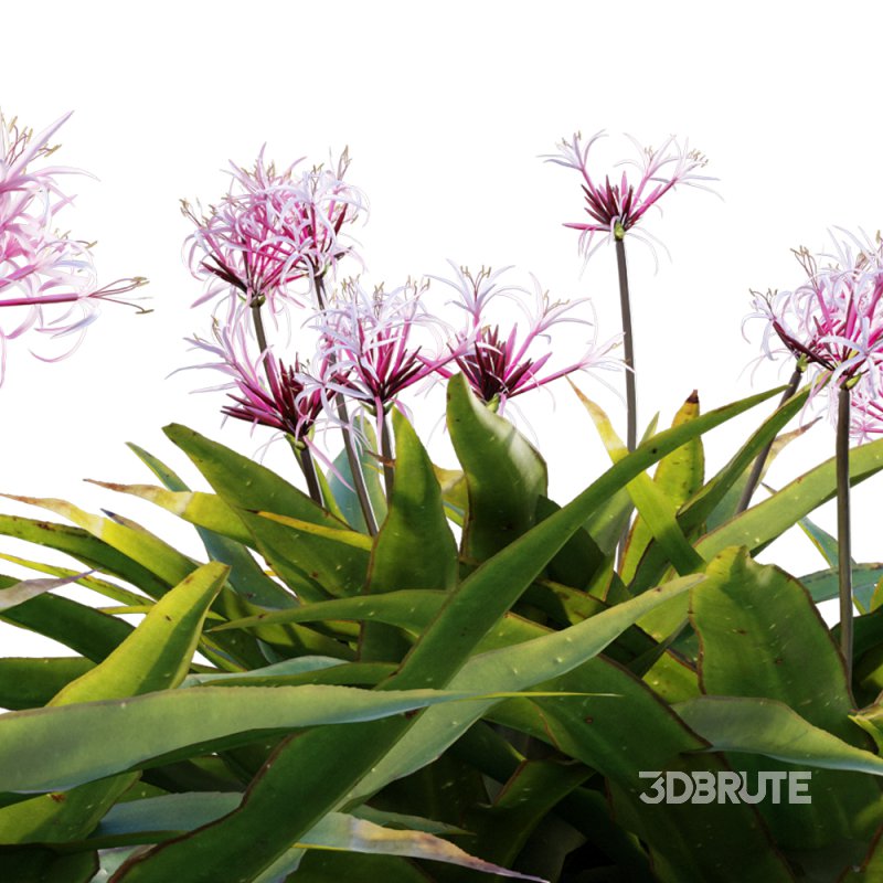 Crinum asiaticum – Poison bulb – 01 Image 3
