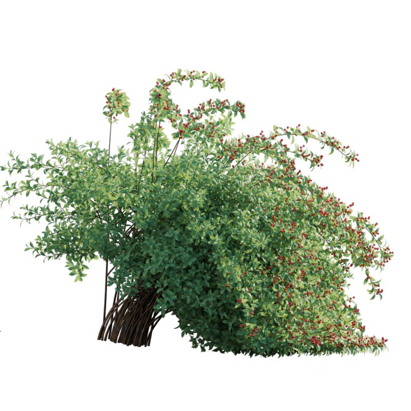 Ilex verticillata – Winterberry 02 Image 2