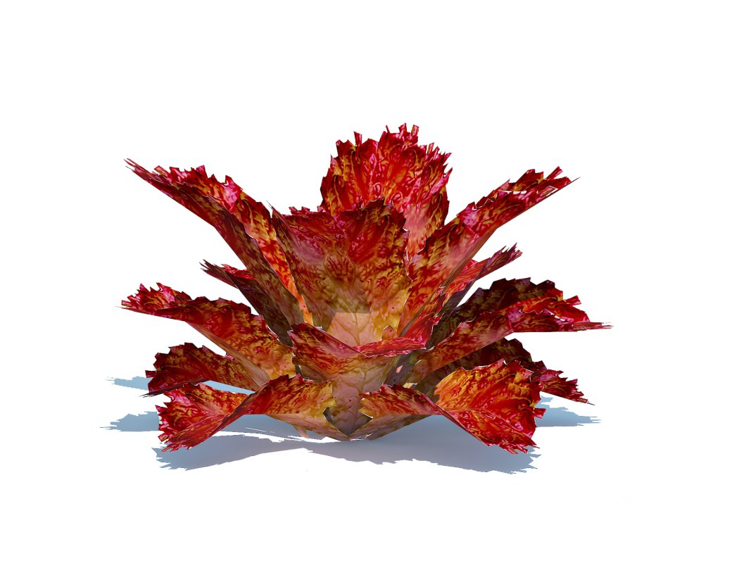 Lettuce_red Image 3