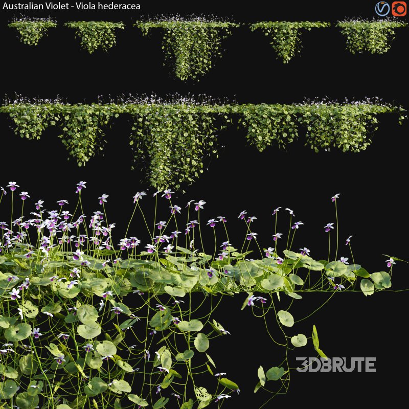 Viola hederacea -Australian Native Violet – 02 Image 1