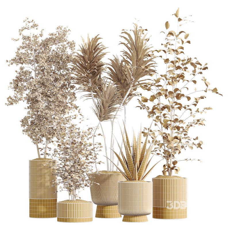 AV Indoor Plants Set 220 Hazel Erle and Aloe Vera and Mission Olive and Spineless Palm Image 7