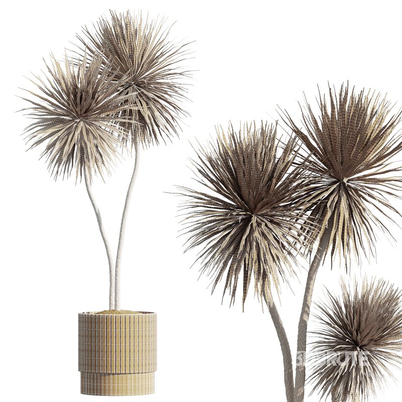 AV HousePlants Spineless Yucca Aloifolia Rostrata Palm Desmetiana Image 3