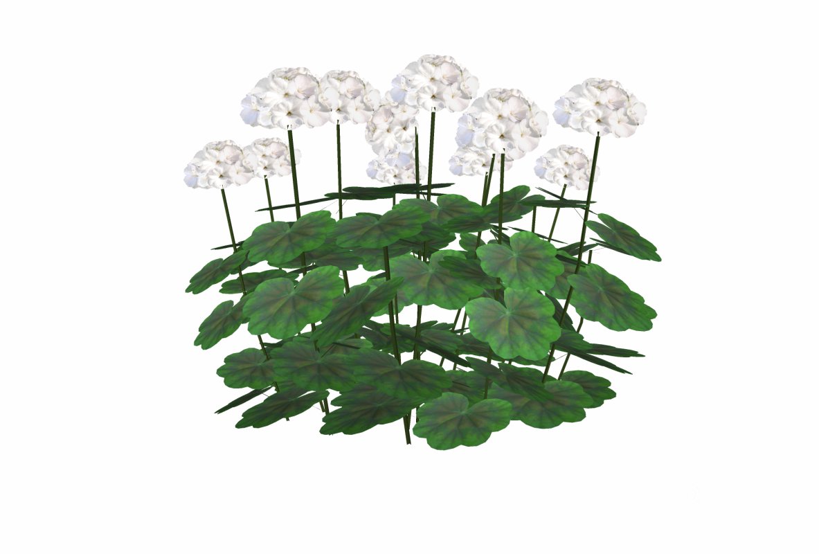 Pelargonium-Geranium-White Image 3