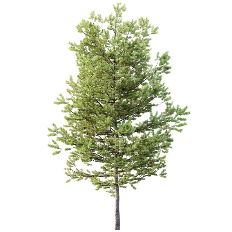 AV Plants Mountain Pine Needles Mugo Pinus Swiss Image 1