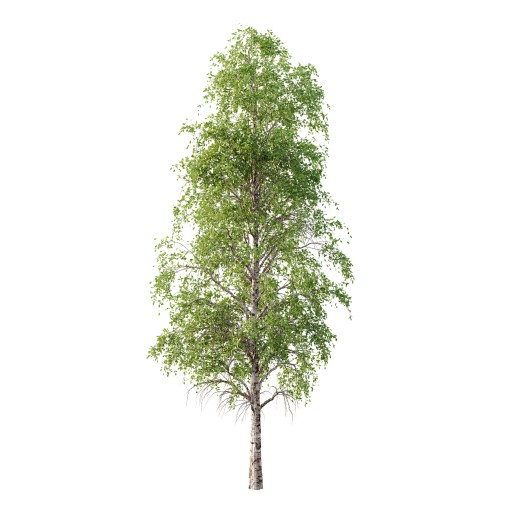 Betula Pendula Tree 10