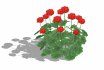 Pelargonium-Geranium-Red - Thumbnail 4