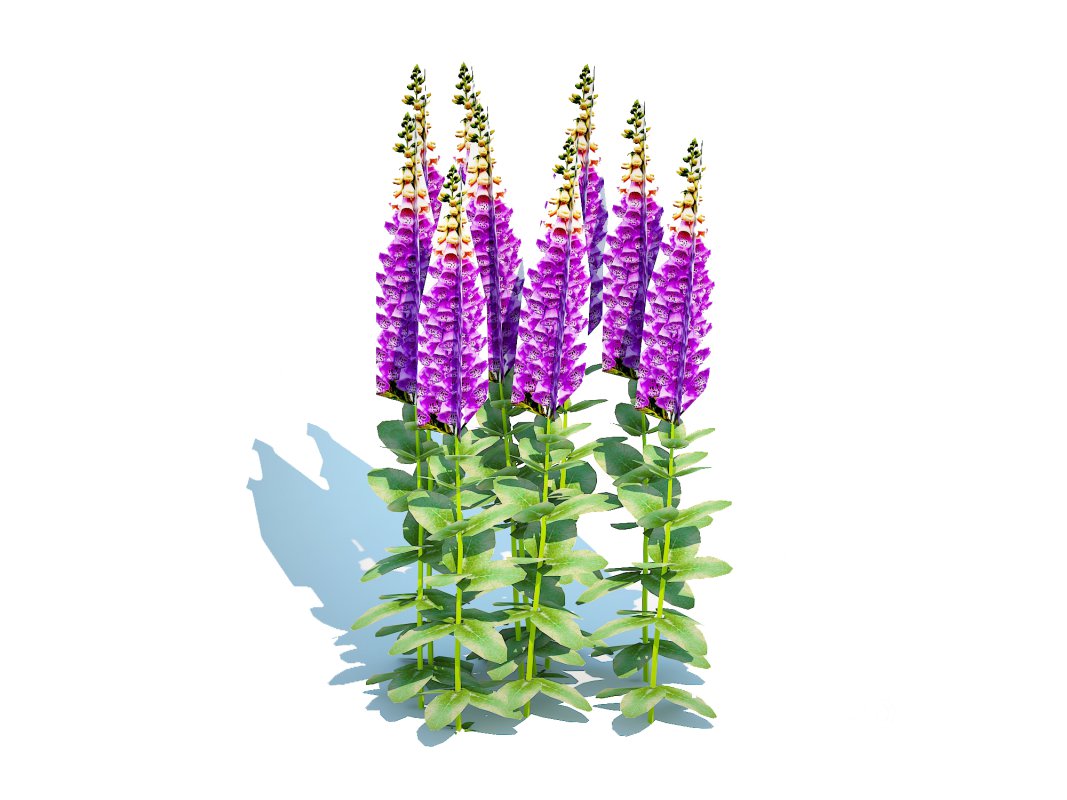 Digitalis purpurea – Common Foxglove purple Image 2