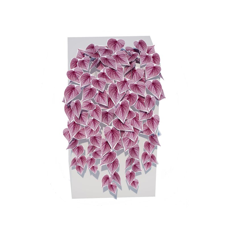 Ipomoea-Sweet Potato Vine Image 4