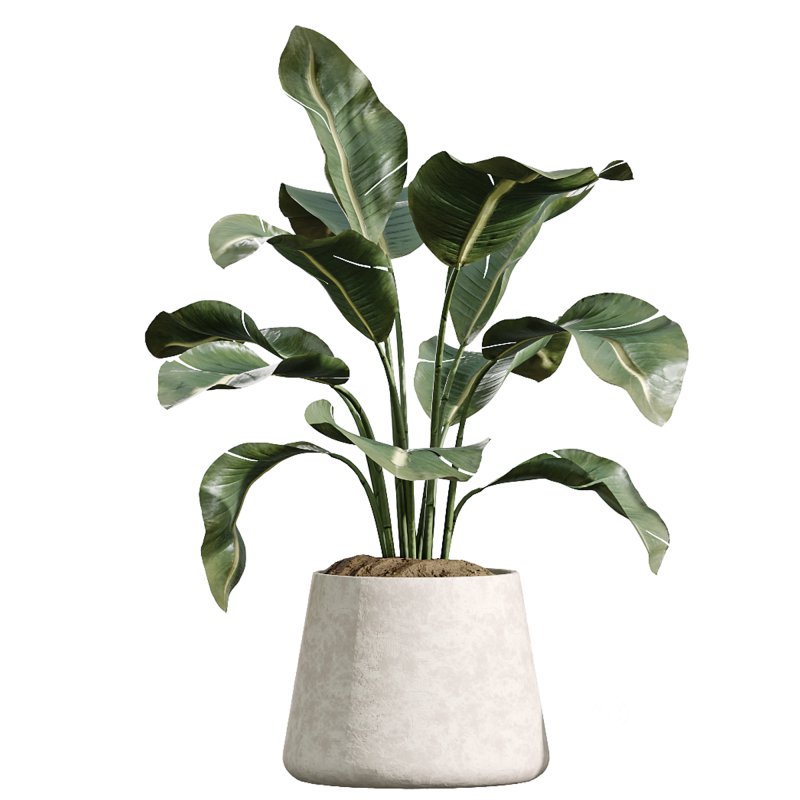 AV Indoor Plants Set 223 Ficus Binnendijkii Microcarpa Moclame Lemon Lime Cane ParadiseBird Image 4