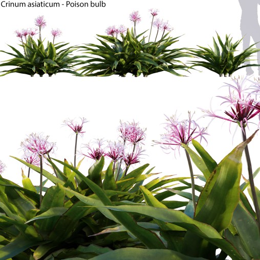 Crinum asiaticum – Poison bulb – 02