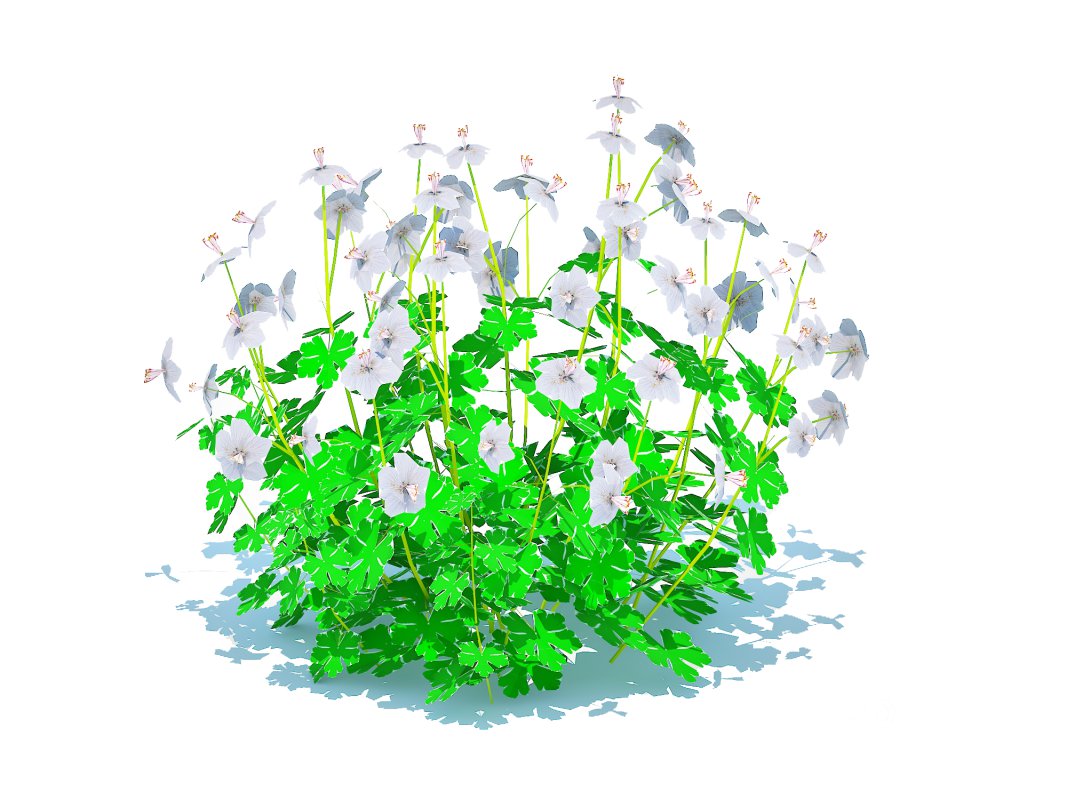 Geranium – Boikovo Dwarf Cranesbill Image 3