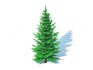 Abies Concolor – Silver Fir – Small - Thumbnail 3