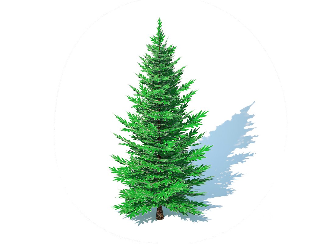 Abies Concolor – Silver Fir – Small Image 3