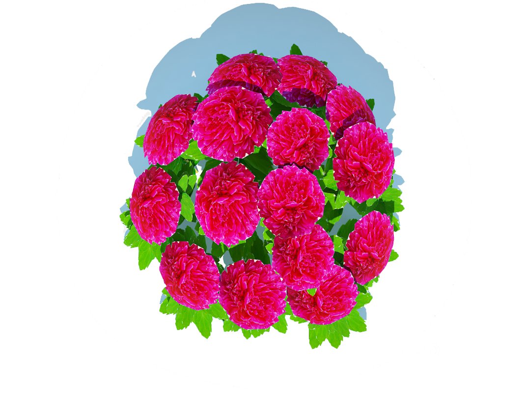 Paeonia x lact Felix Crousse Image 5