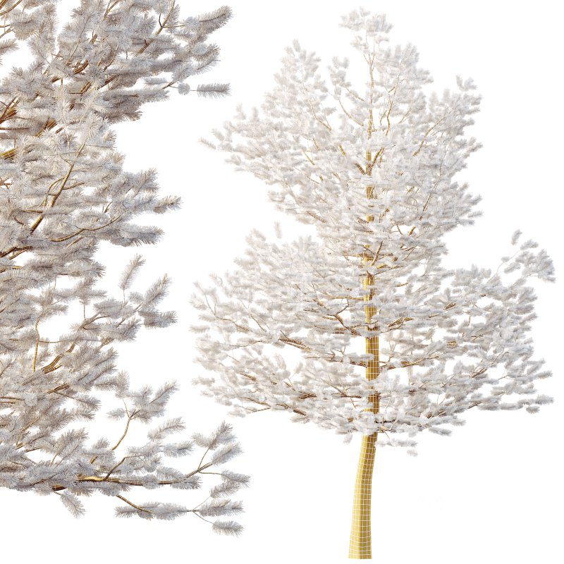 AV Premium Mountain Pine Needles Mugo Pinus Swiss Tree Image 3