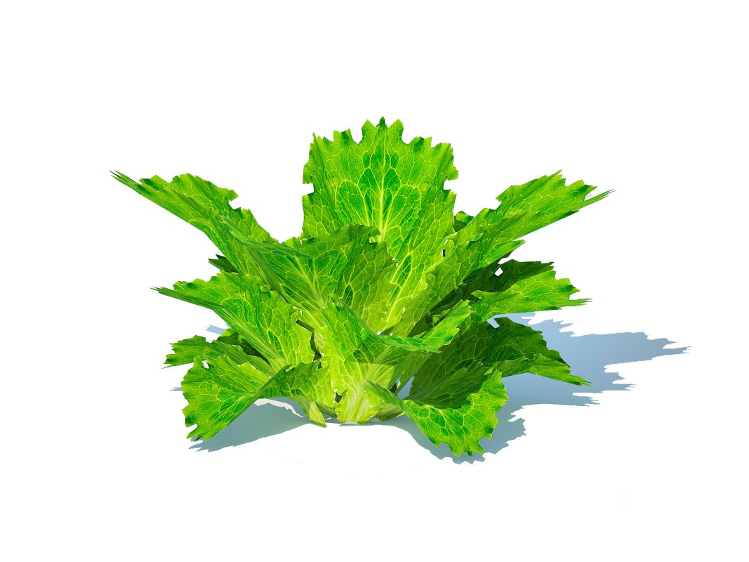 Lettuce_green Image 1