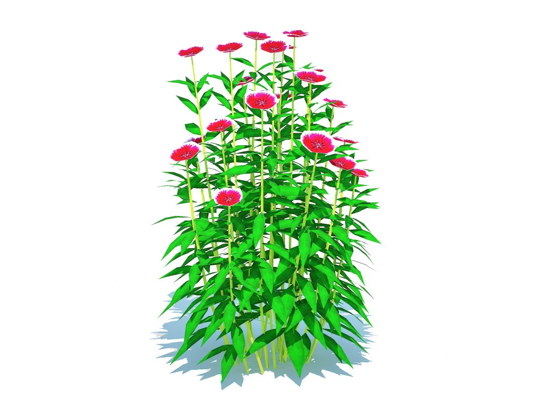 Dianthus chinensis Image 1