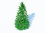 Taxus Media-Pyramidal - Thumbnail 2