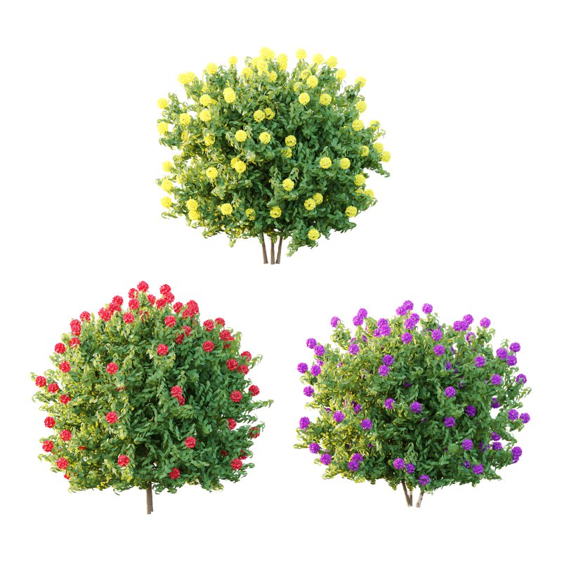 Rhododendron Arboreum Bush 02 Image 4